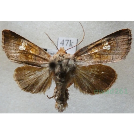 Amphipoea oculea (Linnaeus, 1761) Paciepnica korzeniówka Finland47k